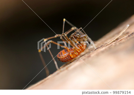Japanese rhinoceros beetle (natural light + strobe, macro close-up photography) Japanese rhinoceros beetle (natural light + strobe, macro close-up photography) 99879154