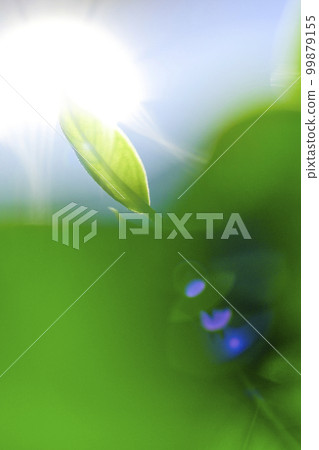 Fresh green leaves bathed in sunlight Fresh green leaves bathed in sunlight 99879155