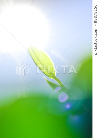 Fresh green leaves bathed in sunlight Fresh green leaves bathed in sunlight 99879156