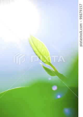 Fresh green leaves bathed in sunlight Fresh green leaves bathed in sunlight 99879157
