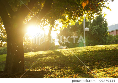 回家路上看到的蚊柱和夕陽 回家路上看到的蚊柱和夕陽 99879334