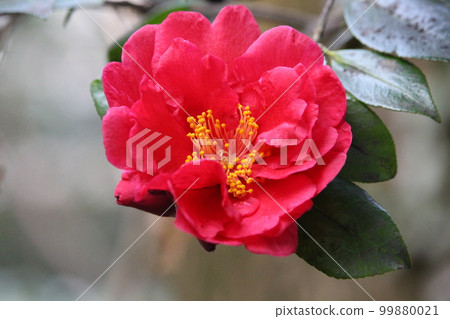 Camellia 99880021