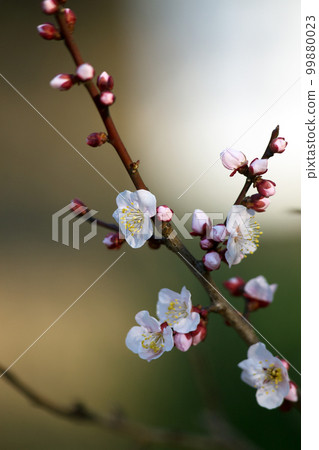 Plum 99880023