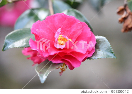 light peach camellia 99880042