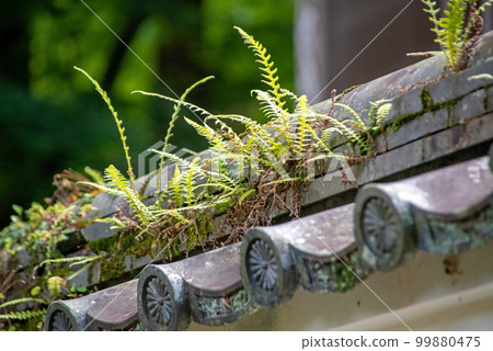 Weeds rooting strongly on the tiled roof of the fence 99880475