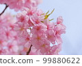 Kawazu cherry blossoms, close-up 99880622