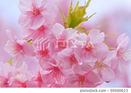 Kawazu cherry up 99880623