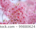 Kawazu cherry blossoms, close-up 99880624