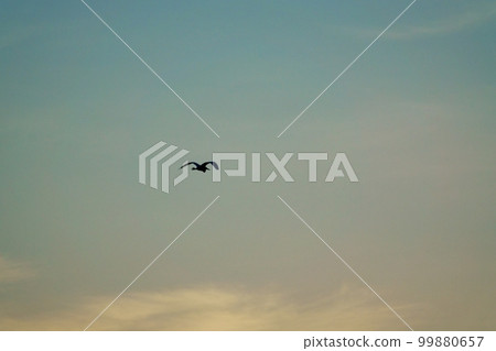 A heron flying in the sky at sunrise, mainly in the sky, 220502am A heron flying in the sky at sunrise, mainly in the sky, 220502am 99880657
