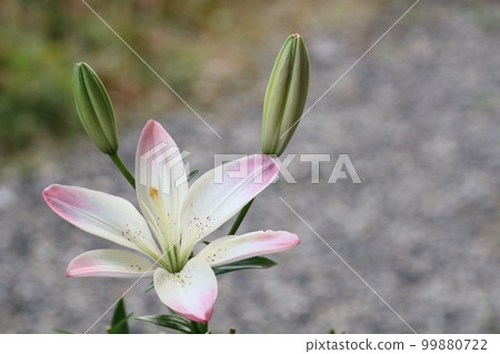 The arrival of early summer Squash lilies in the garden The arrival of early summer Squash lilies in the garden 99880722