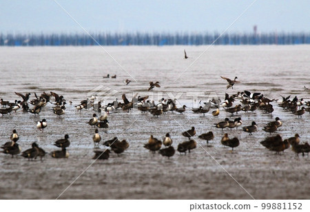 Winter migratory birds Winter migratory birds 99881152
