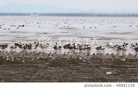 Winter migratory birds 99881158