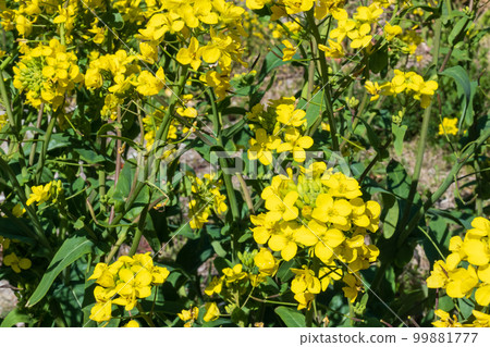 油菜花在陽光下閃著黃色的光 油菜花在陽光下閃著黃色的光 99881777