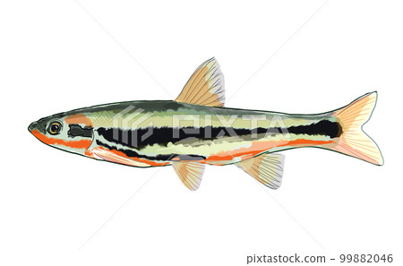 鯉魚 99882046
