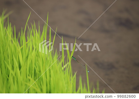 A damselfly perched on an ear of rice A damselfly perched on an ear of rice 99882600