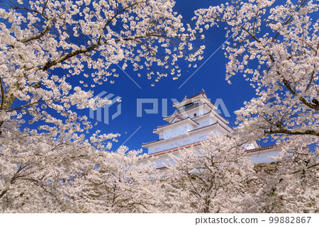 福島縣_敦賀城和櫻花盛開的絕景 福島縣_敦賀城和櫻花盛開的絕景 99882867