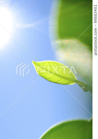 明亮的新鮮綠色幼葉沐浴在清澈藍天的陽光下 99883401