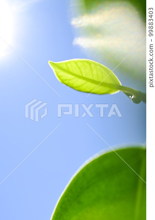 明亮的新鮮綠色幼葉沐浴在清澈藍天的陽光下 99883403
