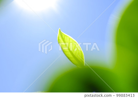 明亮的新鮮綠色幼葉沐浴在清澈藍天的陽光下 明亮的新鮮綠色幼葉沐浴在清澈藍天的陽光下 99883413