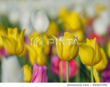 Tulip in Toyama_ full bloom Tulip in Toyama_ full bloom 99883490