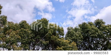 晴朗的天氣和樹木 晴朗的天氣和樹木 99883563