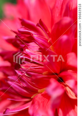 An image of an informal bright red dahlia in full bloom taken at an oblique angle. 99883918