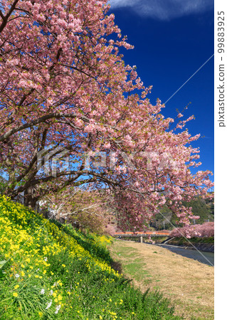 靜岡伊豆_河津櫻花盛開的風景 靜岡伊豆_河津櫻花盛開的風景 99883925