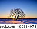 Haranile tree shining at dawn 99884074
