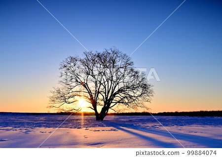 Haranile tree shining at dawn 99884074