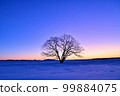 Haranile tree shining at dawn 99884075