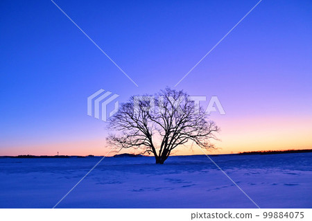 Haranile tree shining at dawn Haranile tree shining at dawn 99884075