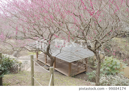 靜岡縣熱海市熱海梅林的春天(多雲) 靜岡縣熱海市熱海梅林的春天(多雲) 99884174