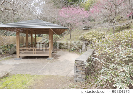 Spring (cloudy) in Atami Bairin, Atami City, Shizuoka Prefecture Spring (cloudy) in Atami Bairin, Atami City, Shizuoka Prefecture 99884175