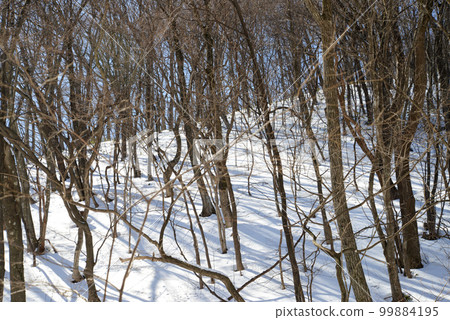 Winter mountain scenery, snow-covered broadleaf forest, Zao Eboshi Winter mountain scenery, snow-covered broadleaf forest, Zao Eboshi 99884195