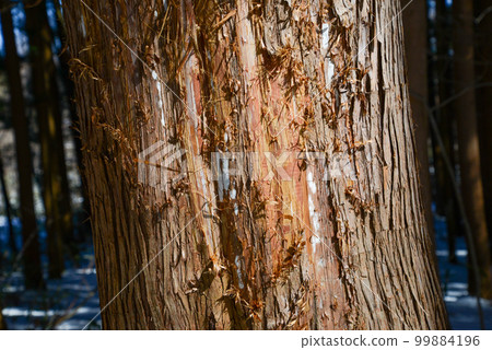 Traces of cedar trunk bark removed by squirrels as nesting material 99884196