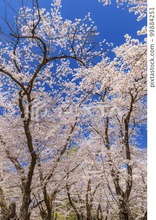 Fukushima _ Tsuruga Castle's cherry blossoms in full bloom 99884251