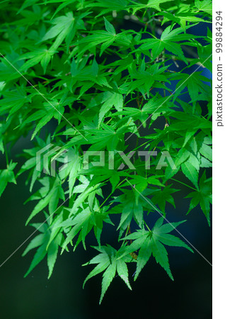 Fresh green, fresh green maple, young leaves Fresh green, fresh green maple, young leaves 99884294