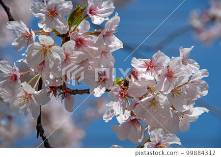 藍天背景下的淡粉色櫻花 99884312