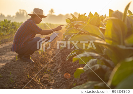Farmer working in the tobacco field. Man is examining and using digital tablet to management, planning or analyze on tobacco plant after planting. Technology for agriculture Concept Farmer working in the tobacco field. Man is examining and using digital tablet to management, planning or analyze on tobacco plant after planting. Technology for agriculture Concept 99884560