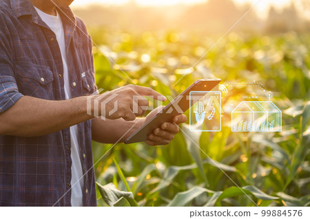 Farmer using digital tablet in corn crop cultivated field with smart farming interface icons and light flare sunset effect. Smart and new technology for agriculture business concept. 99884576