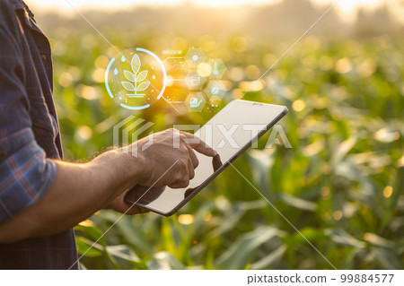 Farmer using digital tablet in corn crop cultivated field with smart farming interface icons and light flare sunset effect. Smart and new technology for agriculture business concept. 99884577