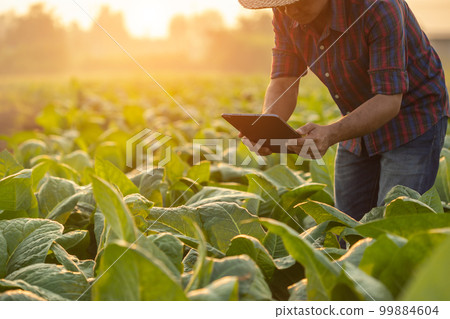 Farmer working in the tobacco field. Man is examining and using digital tablet to management, planning or analyze on tobacco plant after planting. Technology for agriculture Concept Farmer working in the tobacco field. Man is examining and using digital tablet to management, planning or analyze on tobacco plant after planting. Technology for agriculture Concept 99884604