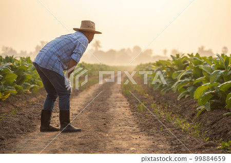 Fail, unsuccessful or very tired farmer concept. Asian farmer is working in the field of tobacco tree, sitting and feeling quite bad, sick and headache 99884659