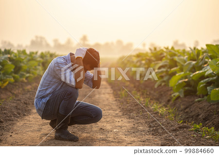 Fail, unsuccessful or very tired farmer concept. Asian farmer is working in the field of tobacco tree, sitting and feeling quite bad, sick and headache 99884660