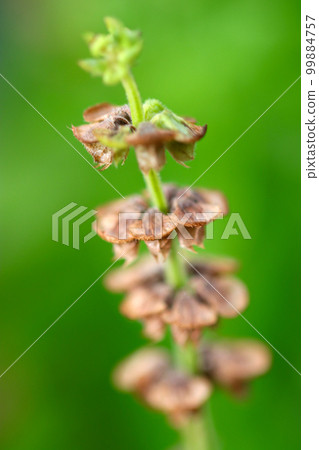 開花後形成的羅勒和香草的種子莢(使用微距鏡頭,在戶外拍攝) 開花後形成的羅勒和香草的種子莢(使用微距鏡頭,在戶外拍攝) 99884757