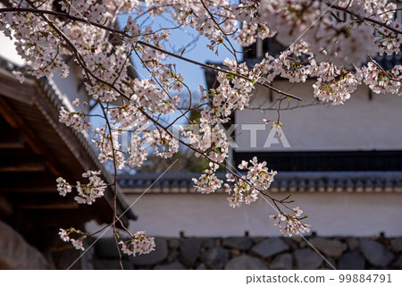 在城堡背景的佐倉 在城堡背景的佐倉 99884791