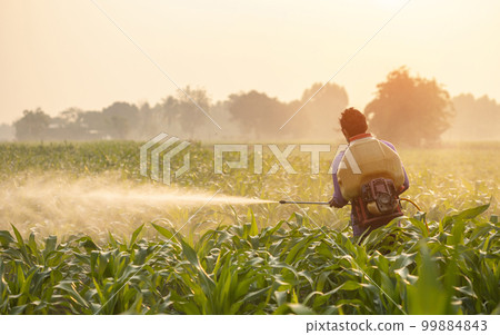 Asian farmer working in the field and spraying chemical or fertilizer to young green corn field 99884843