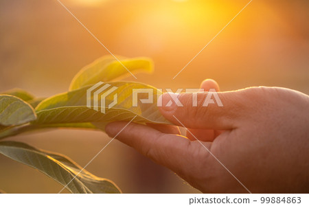 Hand touching tree leaf with sunlight effect in sunset time. Environment concept 99884863