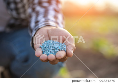 Farmer working in the field of tobacco tree. Close up hand giving fertilizer to young tobacco plant. Growing or agriculture business concept. Farmer working in the field of tobacco tree. Close up hand giving fertilizer to young tobacco plant. Growing or agriculture business concept. 99884870