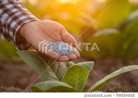 Farmer working in the field of tobacco tree. Close up hand giving fertilizer to young tobacco plant. Growing or agriculture business concept. 99884888